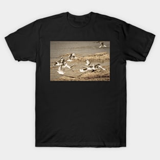 Seagulls T-Shirt